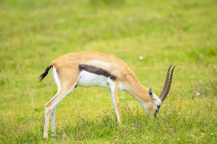 Explore Serengeti 5 Days 4 Nights