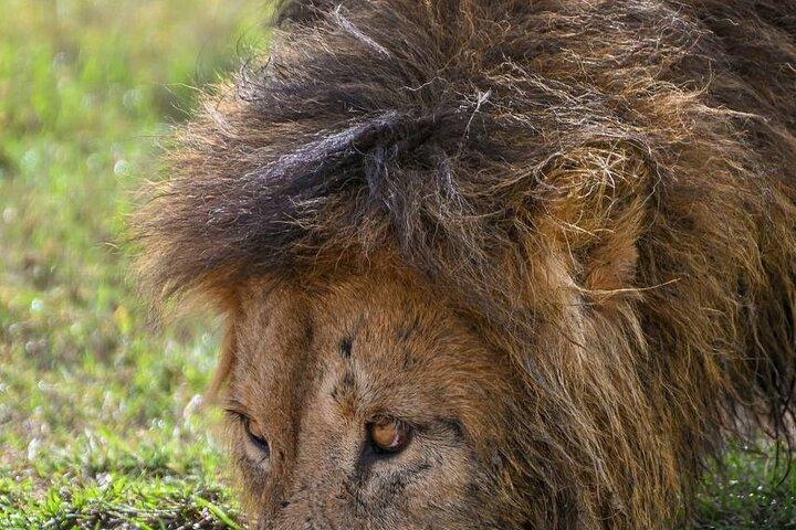 Explore Serengeti 5 Days 4 Nights