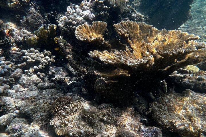 Best Puerto Rico Kayak & Snorkeling Tour-Eco Adventure