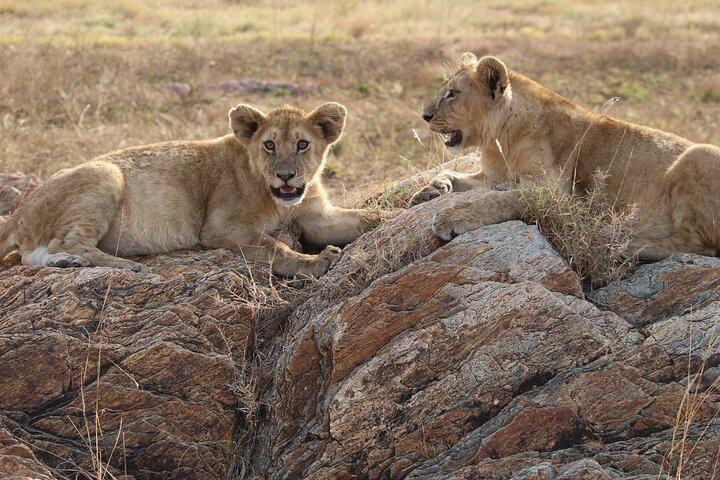 4-Day Private Guided Tanzania Safari Tarangire, Serengeti, Manyara