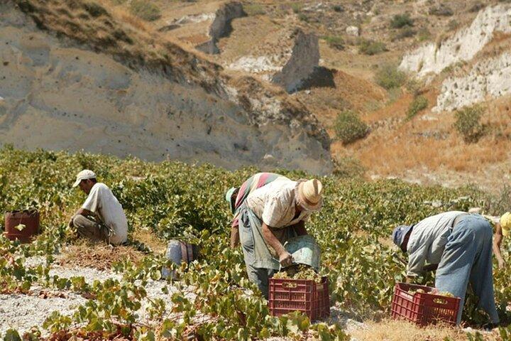 Half Day Private Wine Tasting Tour in Santorini