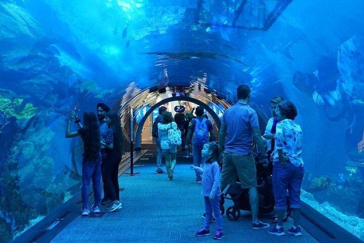 Dubai Mall Aquarium with Penguin Cove + Skyview Ticket
