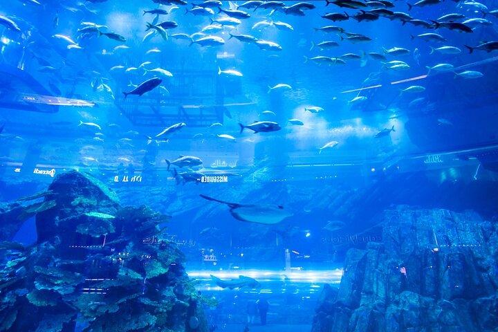 Dubai Mall Aquarium with Penguin Cove + Skyview Ticket
