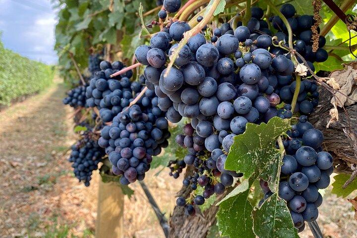 West Kelowna Half-Day Guided Wine Tour With 4 Wineries