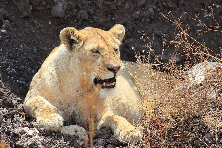 3 Days Big Five Unforgetable Tanzania Safari