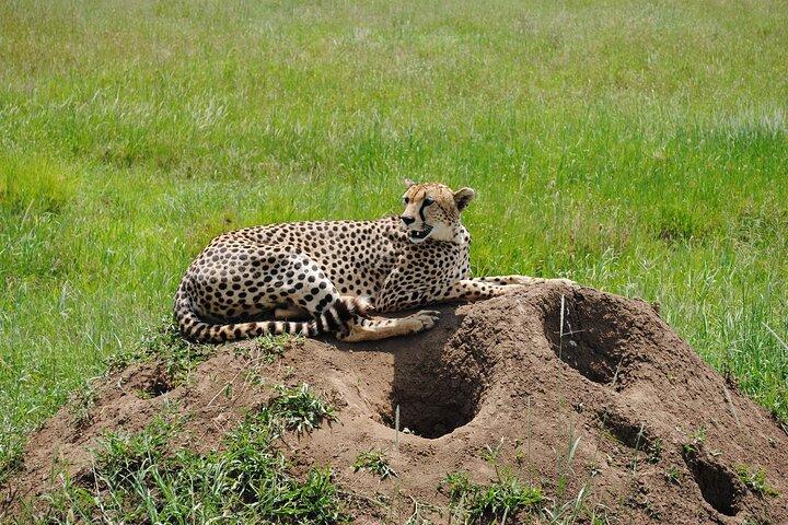 6 Days Kenya Tanzania Combined mid - range Safari