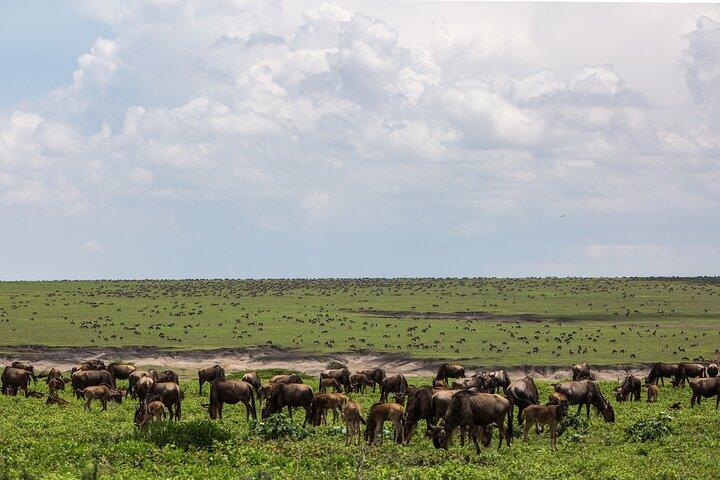 6 Days Kenya Tanzania Combined mid - range Safari