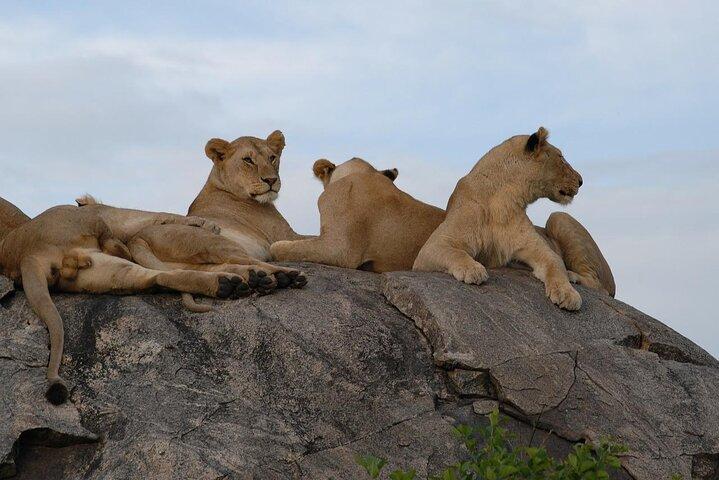 6 Days Kenya Tanzania Combined mid - range Safari