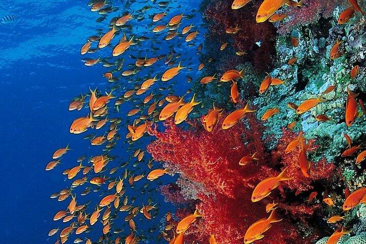 Mnemba Dolphin Tour; Kuza Cave; Paje Beach; The Rock Restaurant