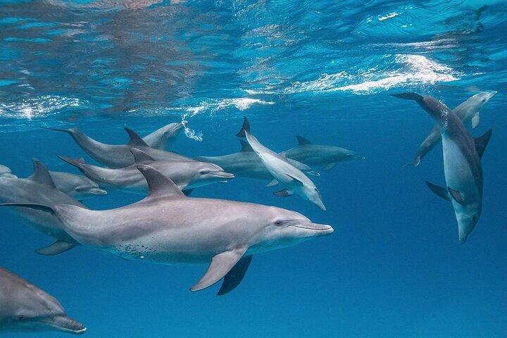 Dolphin Tour; Kuza Cave; Paje Beach; The Rock Restaurant; Jozani Forest Tour