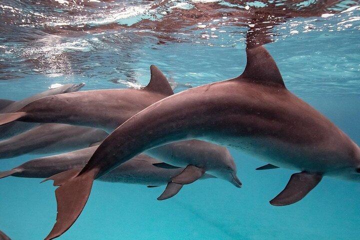 Dolphin Tour, Jozani Forest, Kuza Cave, The Rock, Salaam Cave