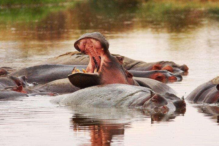 3 Days Big Five Unforgetable Tanzania Safari