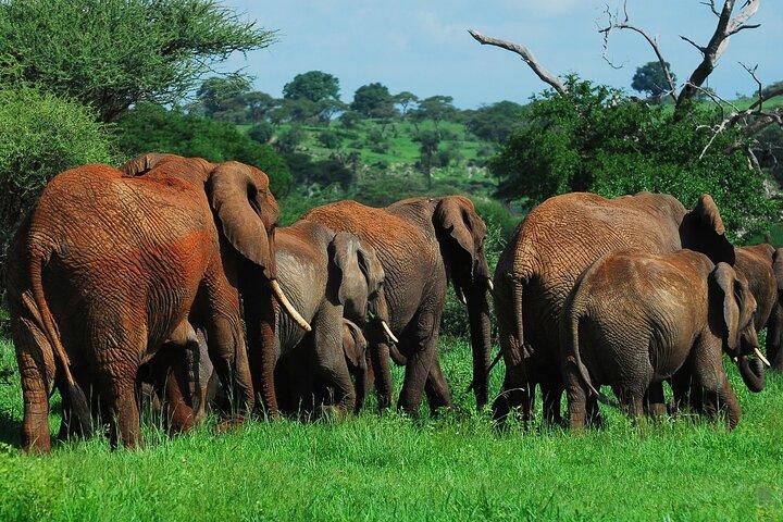 3 Days Big Five Unforgetable Tanzania Safari