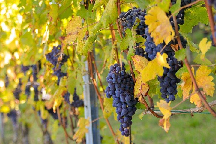 "Langhe del Barolo" Private E-bike Tour - Asphalt and Dirt Road