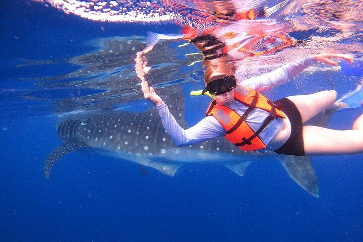 Cancun Whale Shark Experience with Snorkel & Transportation
