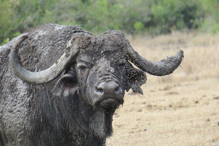 7-Day Midrange Tanzania Safari Adventures (Big 5)