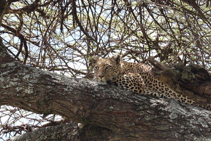 7-Day Midrange Tanzania Safari Adventures (Big 5)
