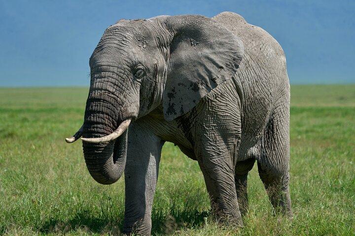 7-Day Midrange Tanzania Safari Adventures (Big 5)