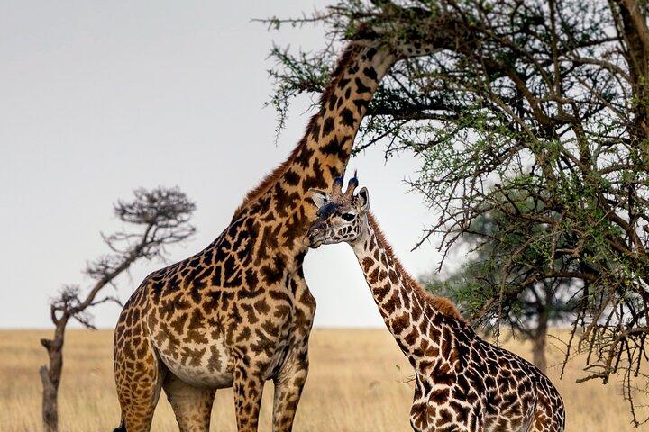 3-Day Luxury Safari Private Tour Tarangire and Ngorongoro