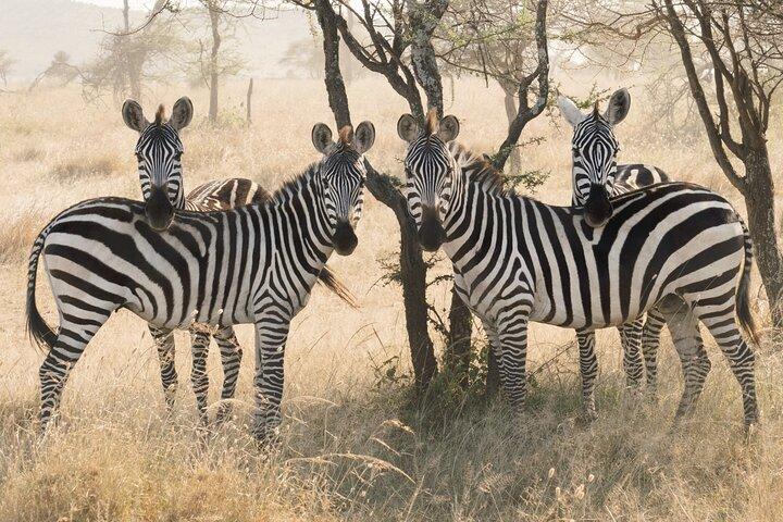 3-Day Luxury Safari Private Tour Tarangire and Ngorongoro