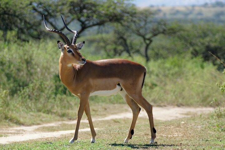 3-Day Luxury Safari Private Tour Tarangire and Ngorongoro