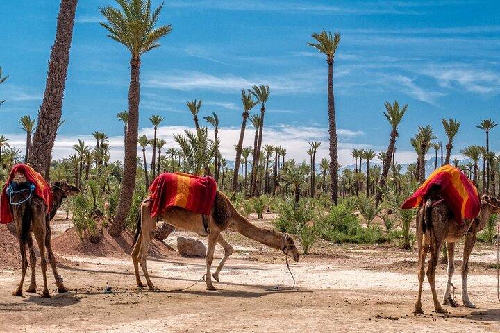 Marrakech Palm Groves Camel Ride