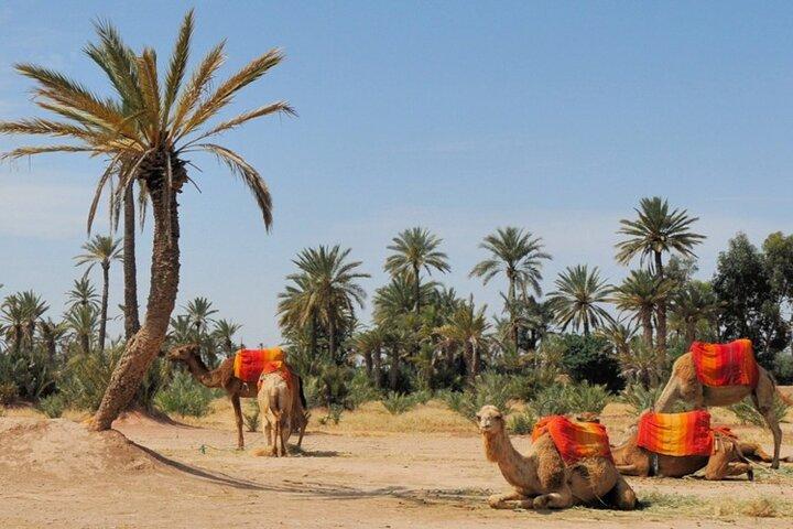 Marrakech Palm Groves Camel Ride
