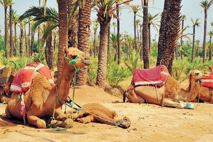 Marrakech Palm Groves Camel Ride