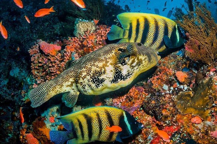 Blue Lagoon, Starfish Tour, The Rock, Jozani Forest, Stone Town, Secret Garden