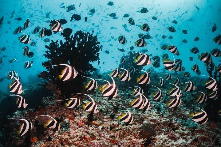 Blue Lagoon, Starfish Tour, The Rock, Jozani Forest, Stone Town, Secret Garden