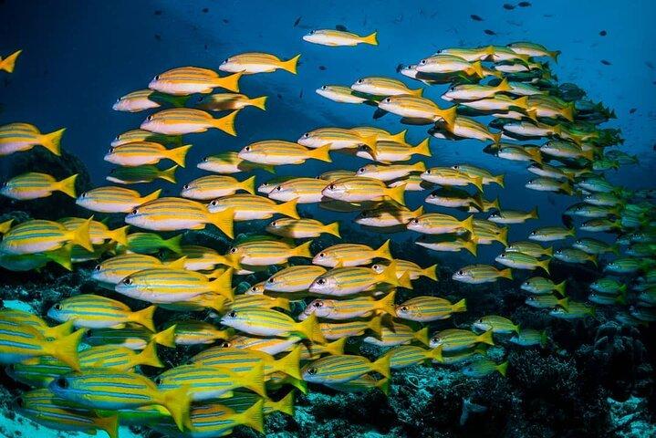 Blue Lagoon, Starfish Tour, The Rock, Jozani Forest, Stone Town, Secret Garden