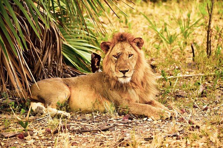 Day Safari tour to Selous Game Reserve from Zanzibar