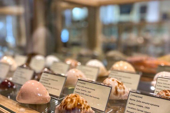 Visit Shell Museum Cavtat