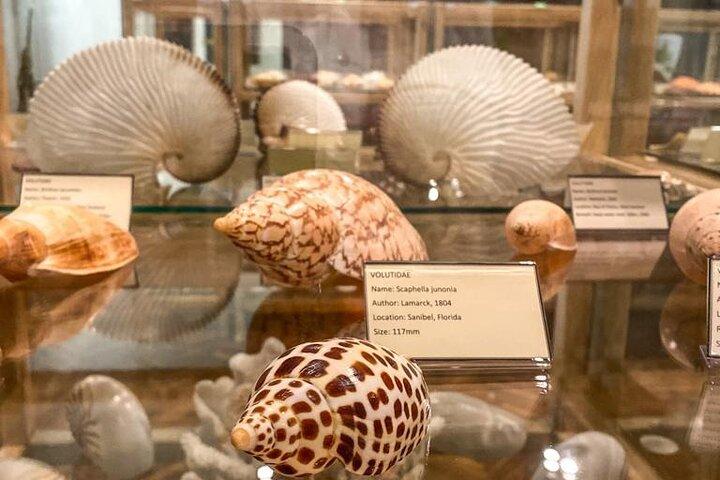 Visit Shell Museum Cavtat