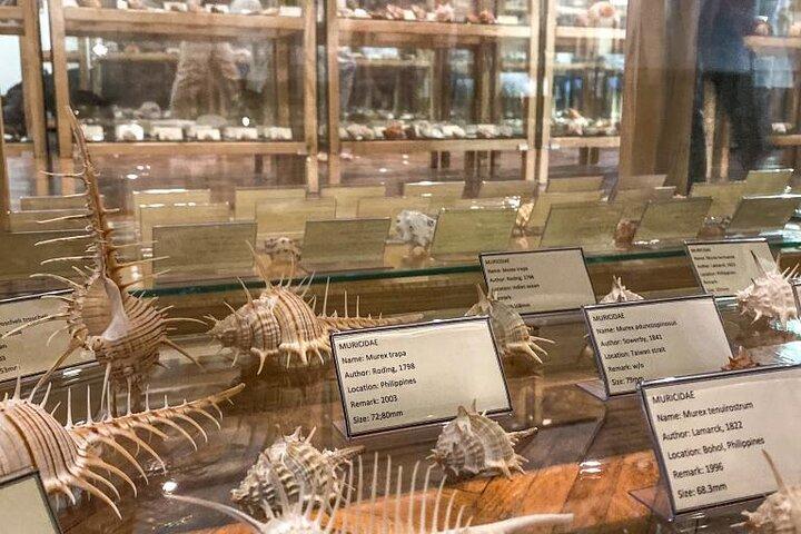 Visit Shell Museum Cavtat