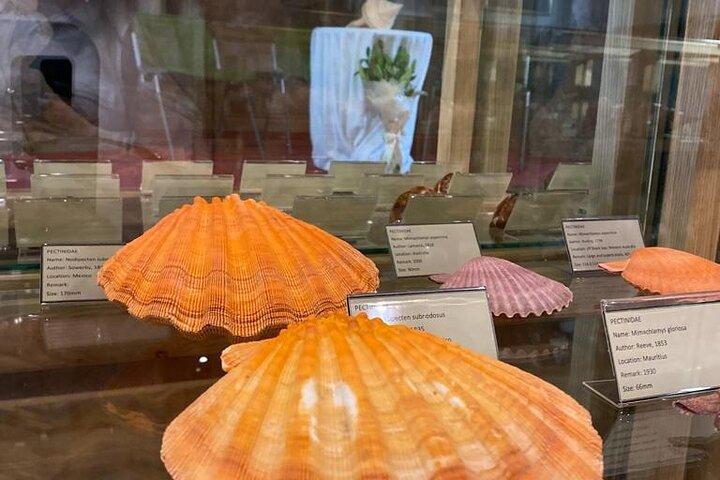 Visit Shell Museum Cavtat