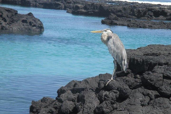 Pinzón Island Day Tour: Santa Fe & Las Palmas Snorkeling