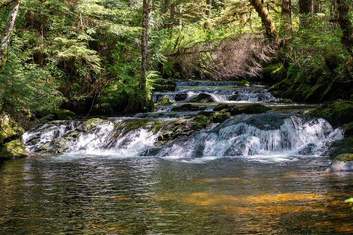 Ketchikan Magical Old-Growth Creek Trek Guided Tour