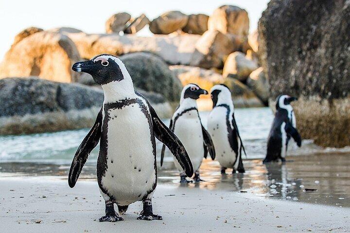 Cape Town Atlantic Helicopter Private Tour including Penguins Cape Point & Lunch