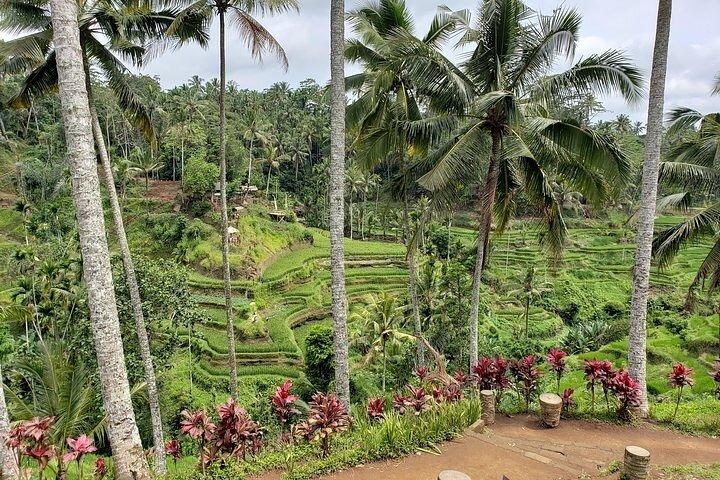 Best Bali Ubud Full Day All-Inclusive Private Tour