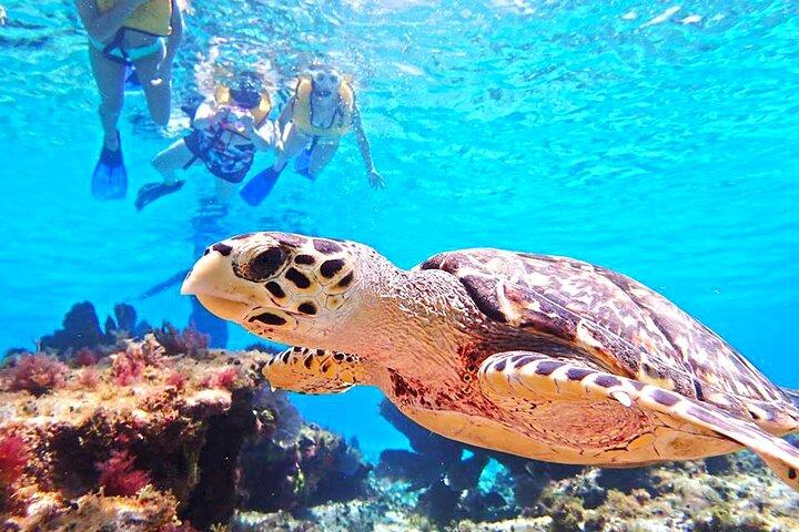 El Cielo Cozumel Snorkeling Tour - All-Inclusive