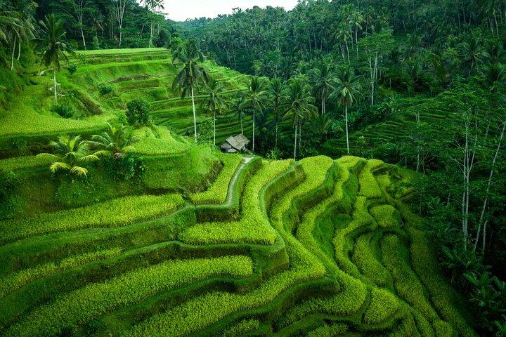 Ubud Private Tours with Jungle Swing Experience - all inclusive