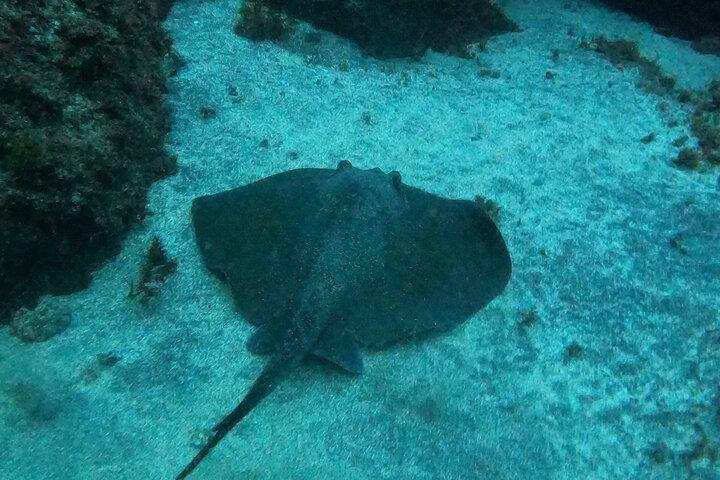Terceira Azores: Scuba-Double dive Trip(certified Divers)