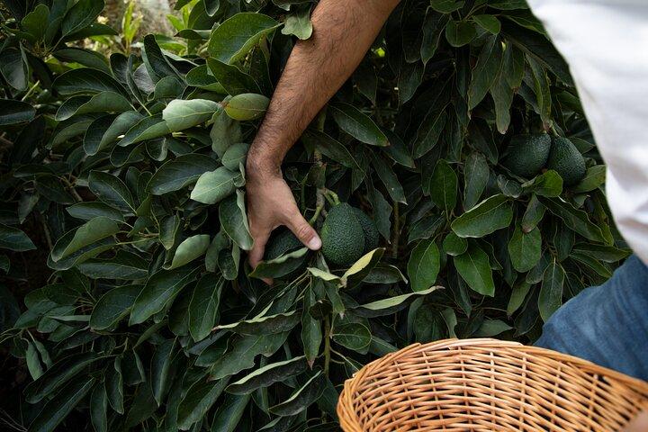 Guided Tour to the only coffee farm in Europe
