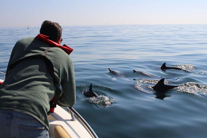 Dolphin watching and wildlife from Faro