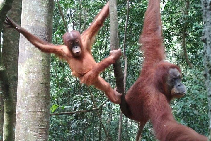 Bukit lawang tour 3days-2 night jungle trekking including rafting