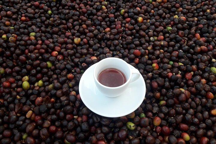 Coffee Tour in Medellin, Transportation, Snack and Lunch.