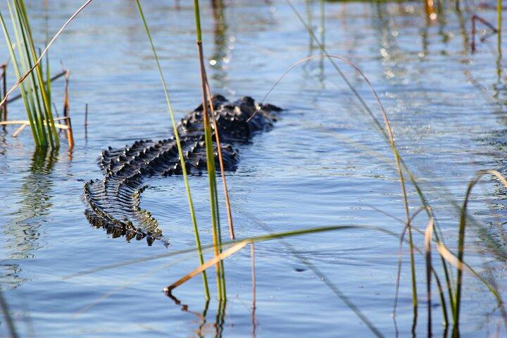 Everglades Airboat Tour with Port or South Beach