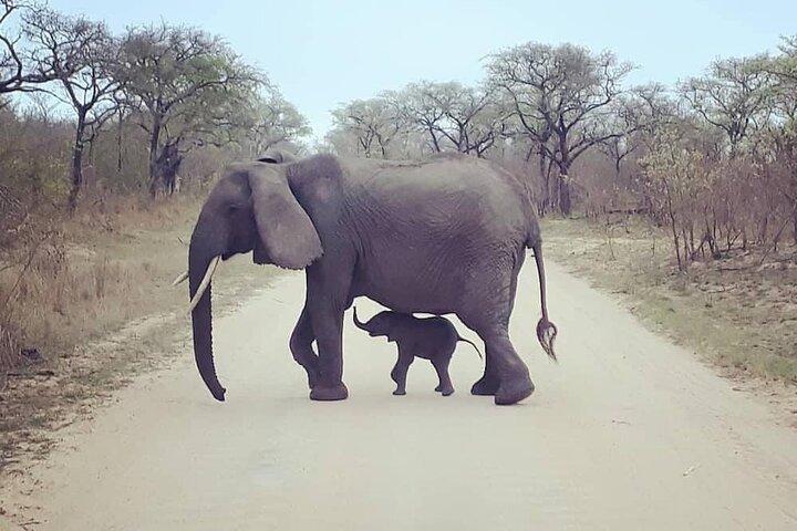 Half Day Kruger Open Vehicle Safari from Marloth Park