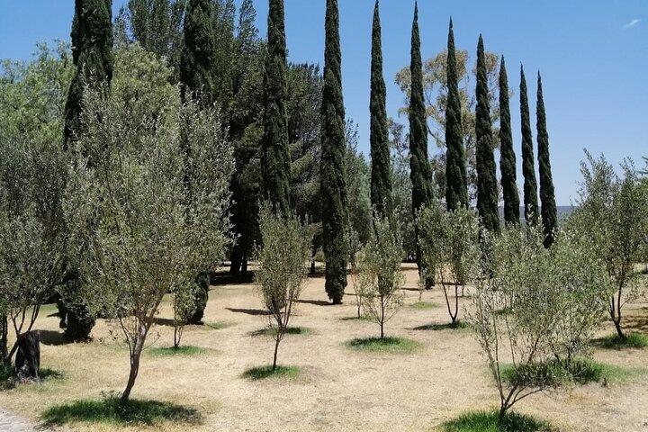 Morning Tour and Olive product tasting